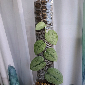 스킨답서스 실버 플래티넘 트리컬러 봉포함 택포