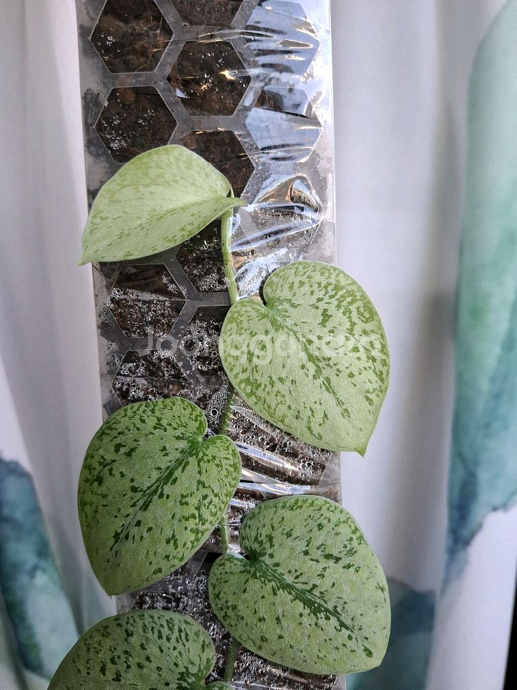 스킨답서스 실버 플래티넘 트리컬러 봉포함 택포--3