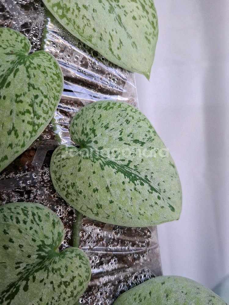 스킨답서스 실버 플래티넘 트리컬러 봉포함 택포--2