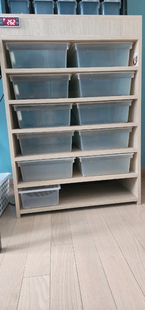 파충류사육장 렉사 도마뱀집 - 안심되는 중고거래