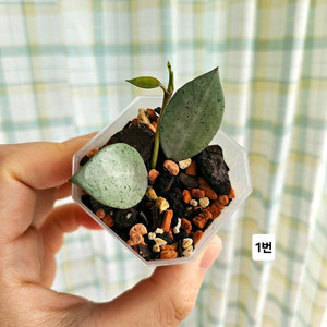 호야 라쿠노사 민트코인 (새순뿅)
