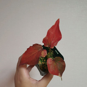 칼라디움 사바파르체 택포13