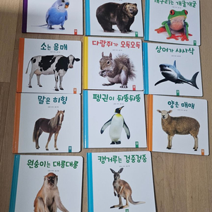 키즈엠 동물 그림책 유아책 11권 세트 새상품수준