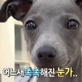 로스트아크 SS급 닉네임 판매 두글자