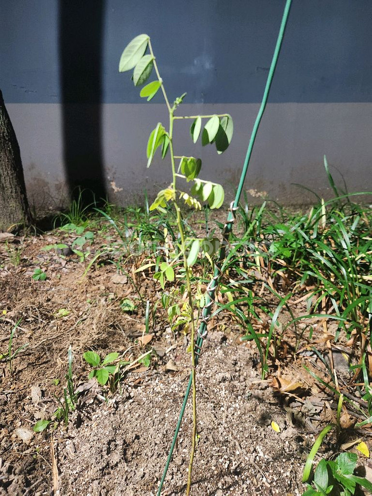 스타벅스 아메리카노 3잔 일괄판매--0