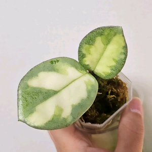 호야 아르젠티아프린세스