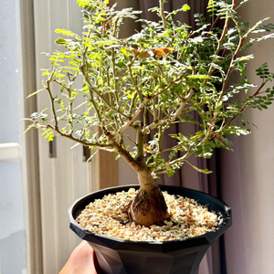 Pachycormus discolor 디스칼라