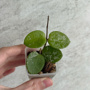 호야 마틸드 스플래쉬