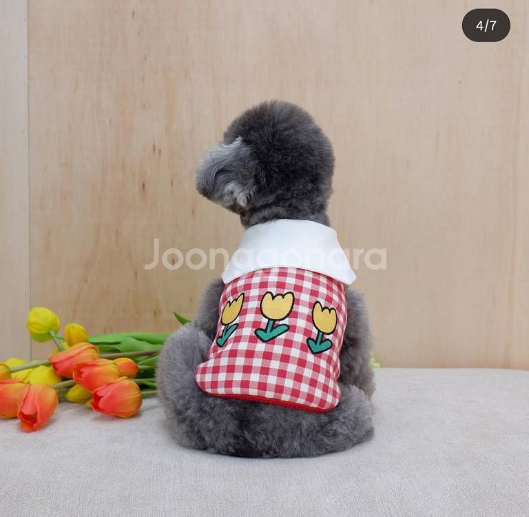 강아지 옷 M사이즈--0