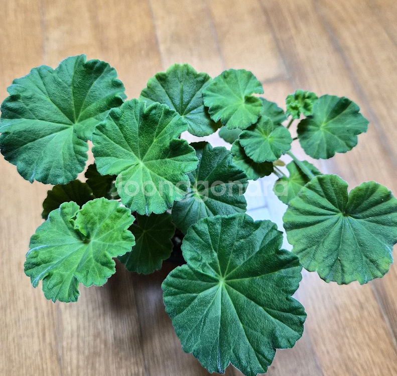 UV엘브루스 러시아제라늄--0