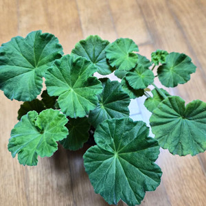 UV엘브루스 러시아제라늄