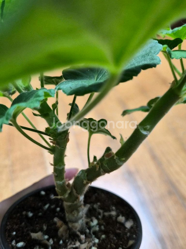 UV엘브루스 러시아제라늄--1