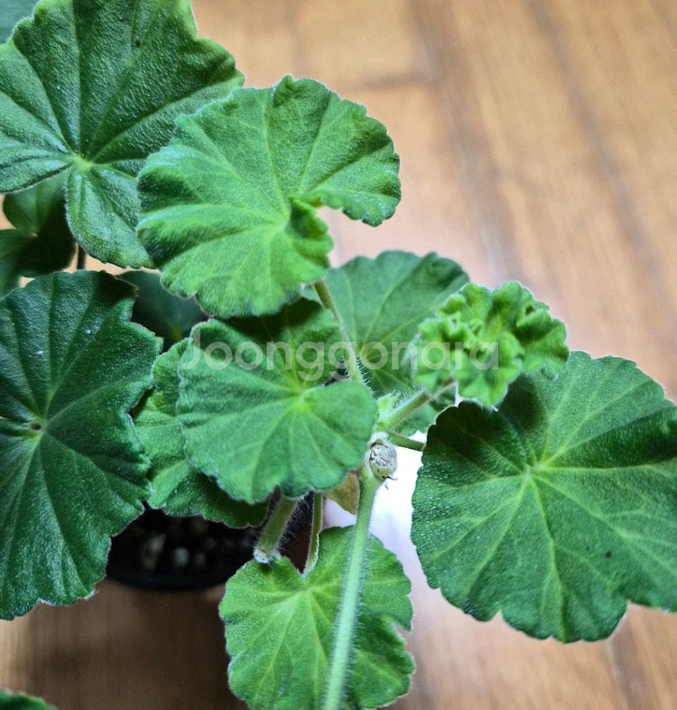 UV엘브루스 러시아제라늄--3