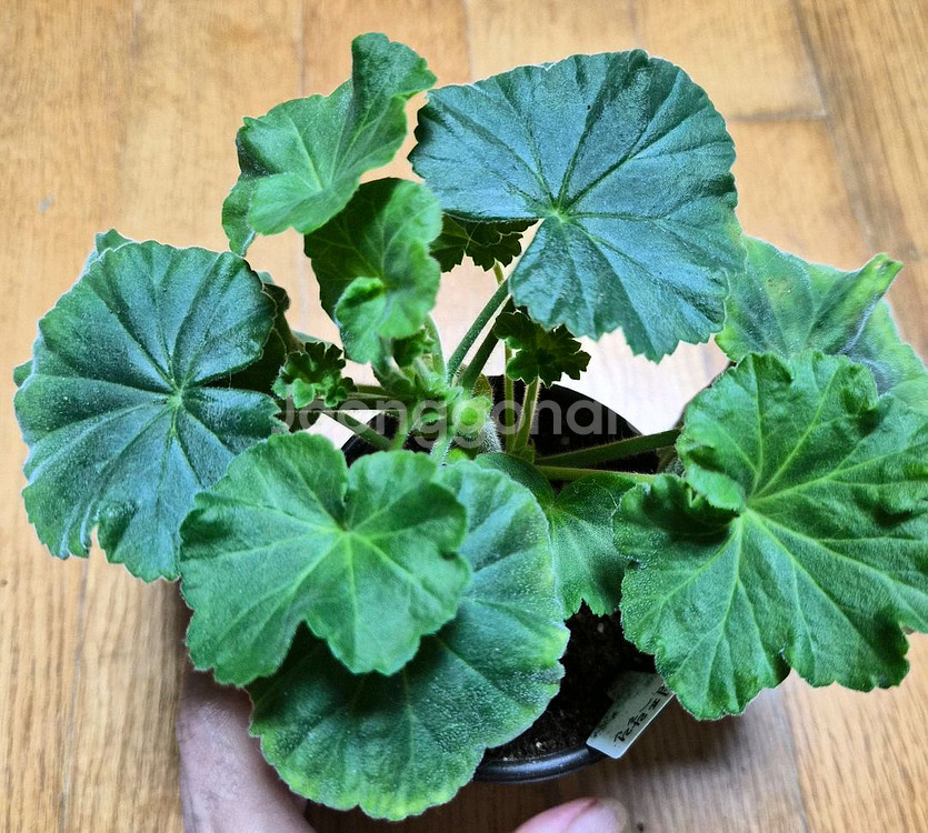 파라다이스애플 러시아 제라늄--0