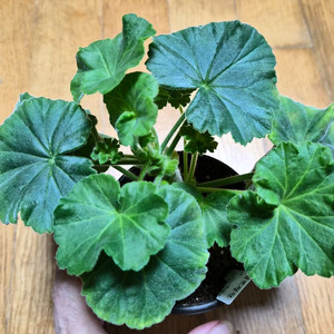 파라다이스애플 러시아 제라늄