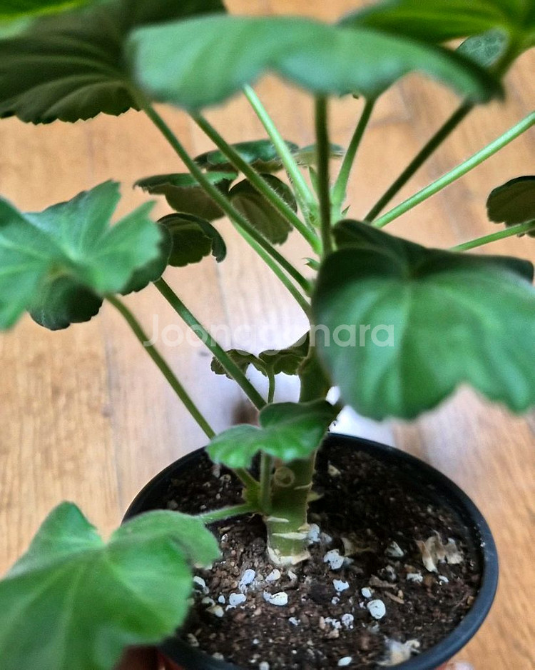 파라다이스애플 러시아 제라늄--2