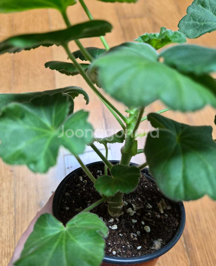 파라다이스애플 러시아 제라늄--3