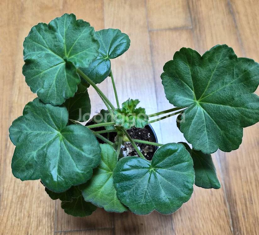 파라다이스애플 러시아 제라늄--1