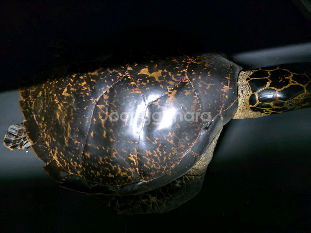 무게조절 덤벨 신품급--3