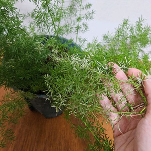 아스파라거스 메이리 바리에가타 이미지