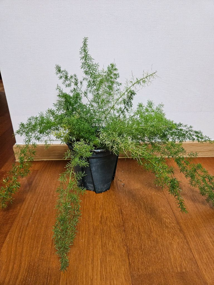 아스파라거스 메이리 바리에가타 이미지