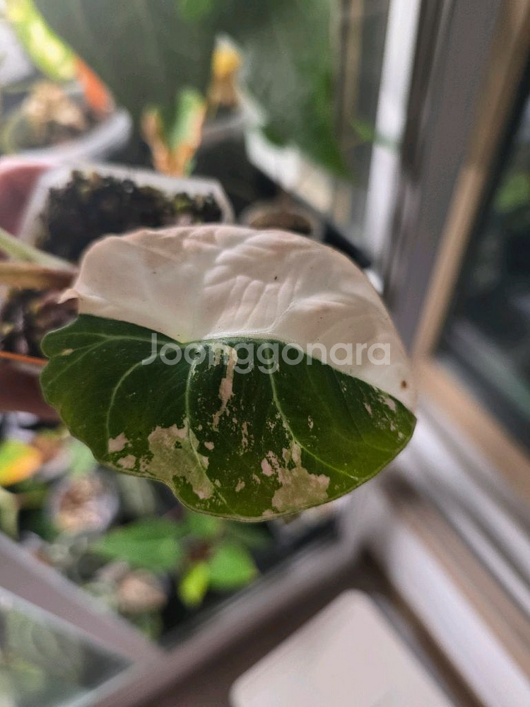 알로카시아 블랙벨벳 핑크 바리에가타--2