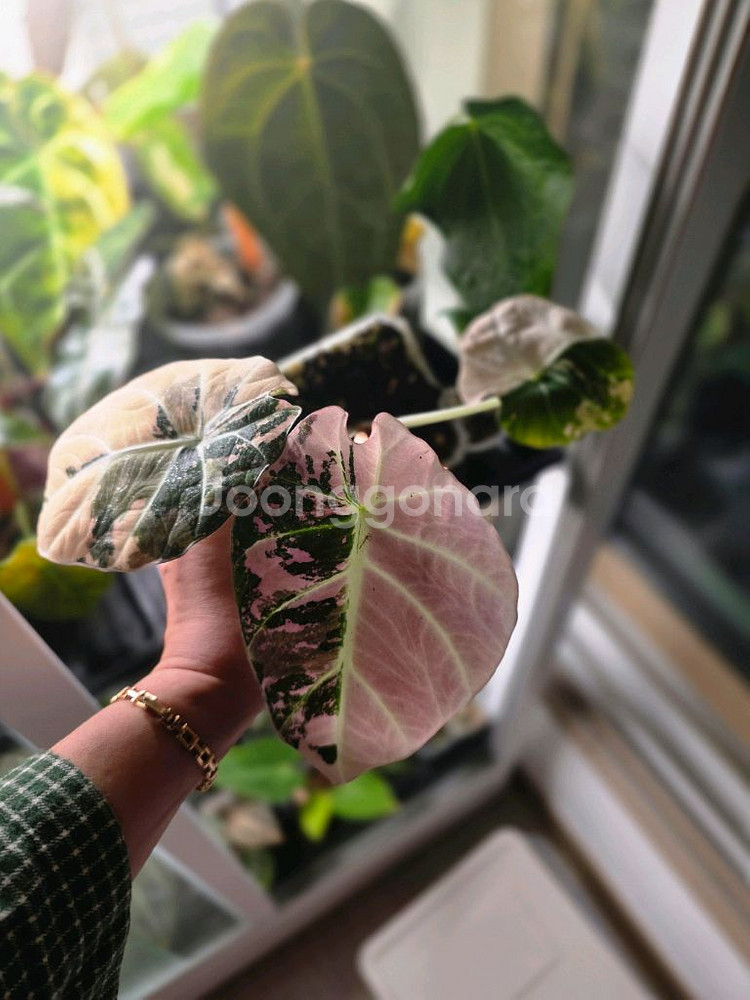 알로카시아 블랙벨벳 핑크 바리에가타--3