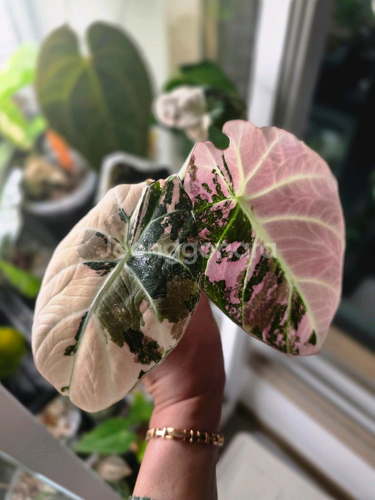 알로카시아 블랙벨벳 핑크 바리에가타--1