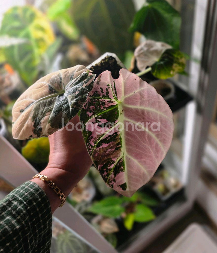 알로카시아 블랙벨벳 핑크 바리에가타--0