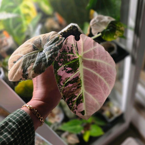 알로카시아 블랙벨벳 핑크 바리에가타