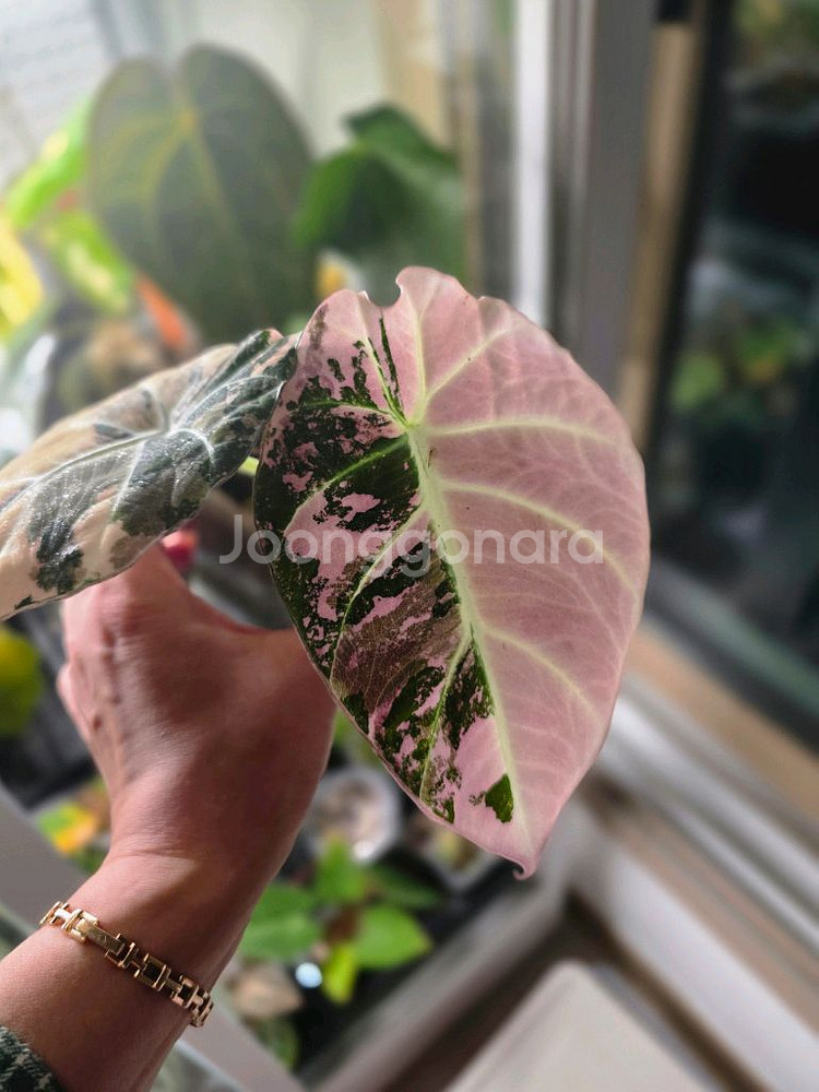 알로카시아 블랙벨벳 핑크 바리에가타--4