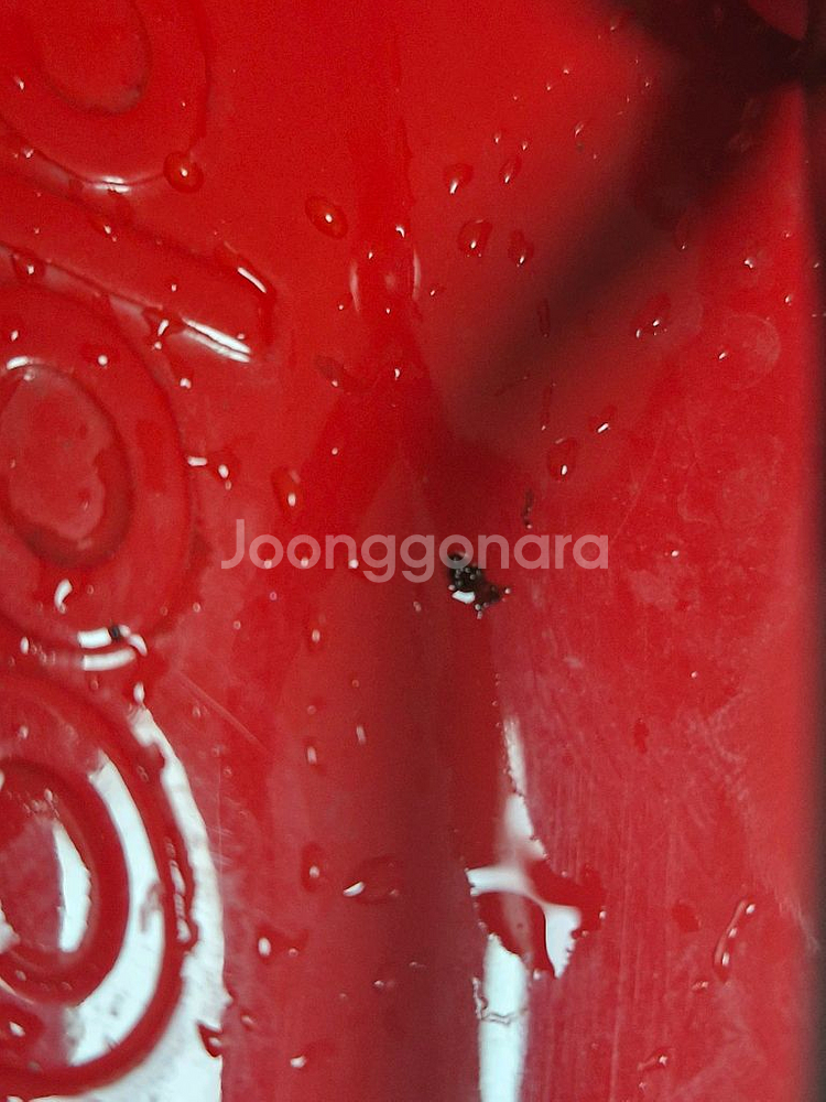 프롤로고 화이트 안장--4
