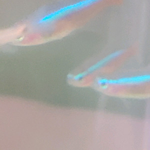 카디널테트라 10마리