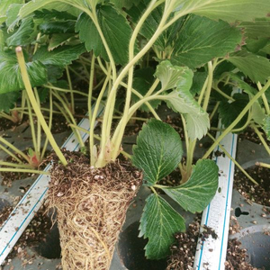 딸기모종 이미지