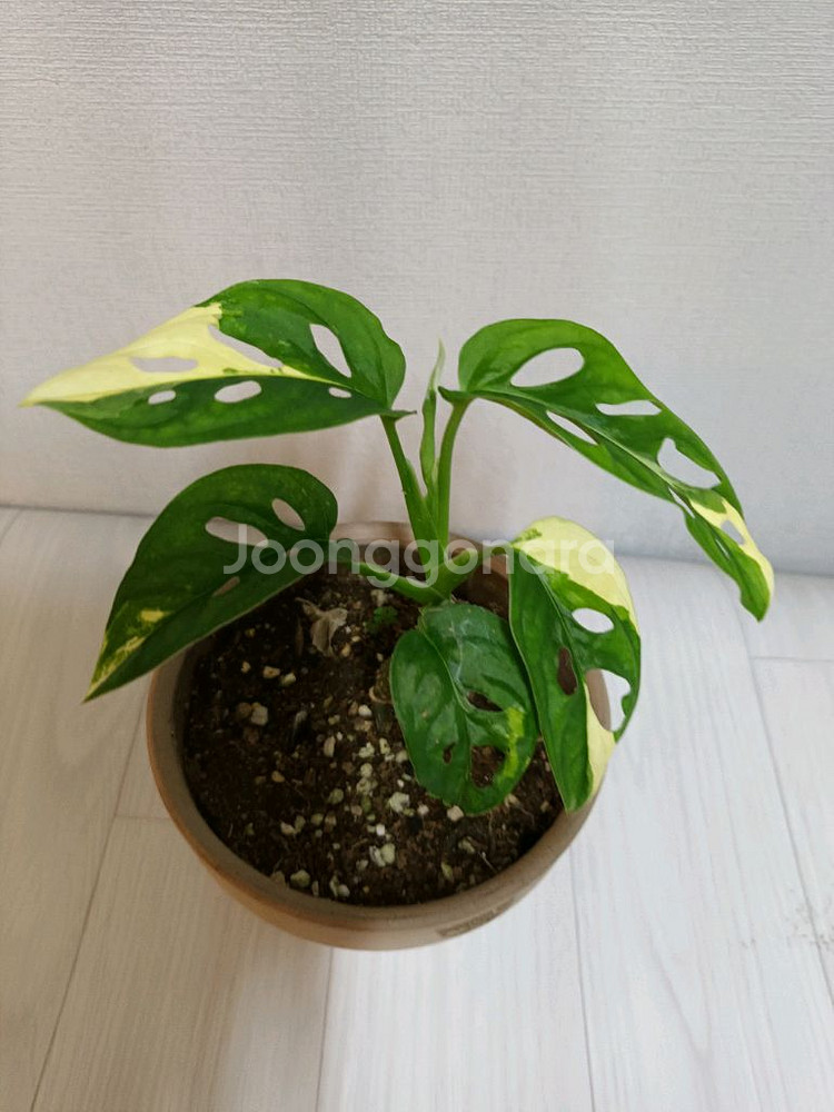 무늬 아단소니 알보--0