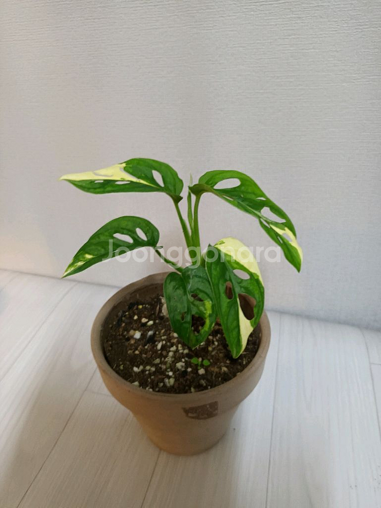 무늬 아단소니 알보--3