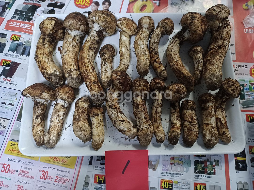 국내산 송이버섯 (1kg 25만원)--0