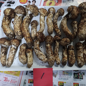 국내산 송이버섯 (1kg 25만원)