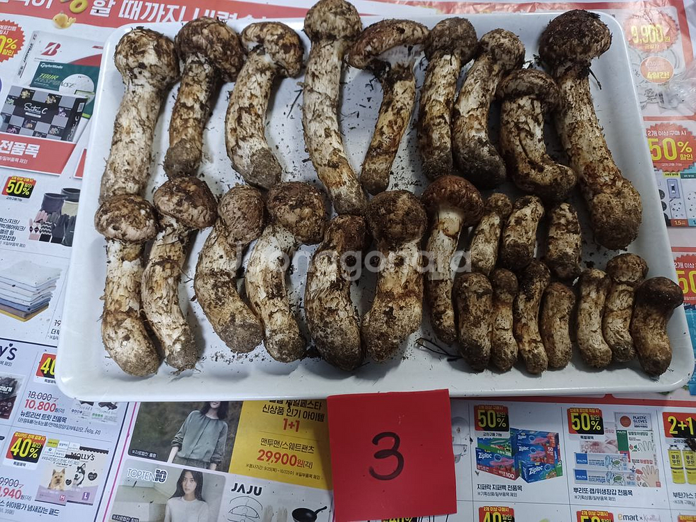 국내산 송이버섯 (1kg 25만원)--2