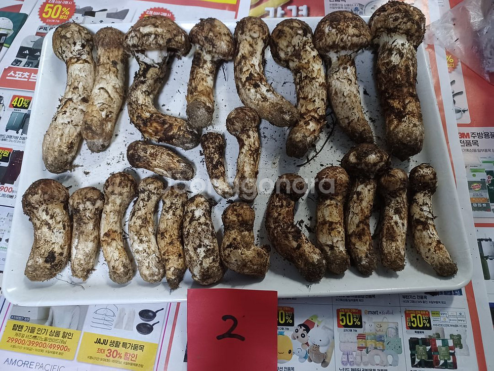 국내산 송이버섯 (1kg 25만원)--1