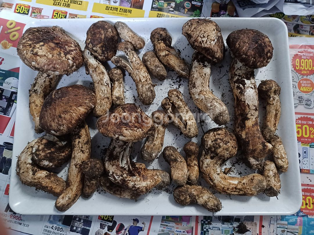 국내산 송이버섯 (1kg 15만원)--0