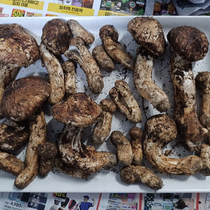 국내산 송이버섯 (1kg 15만원)
