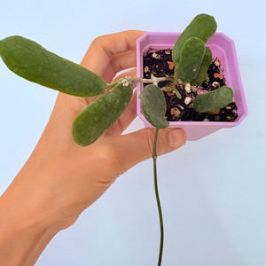 호야 루툰티 플로라