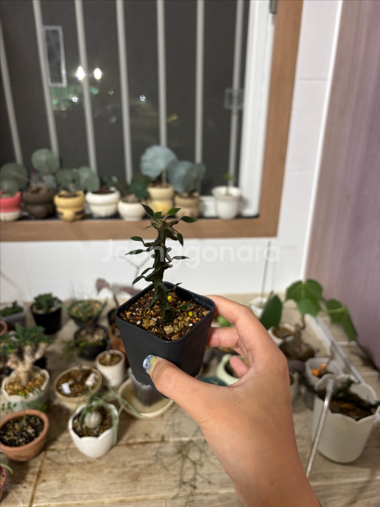 아프리카식물) 세로페기아 기키이--1