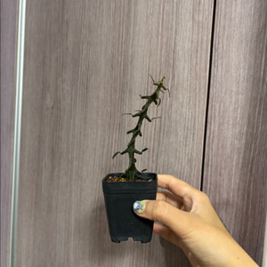 아프리카식물) 세로페기아 기키이