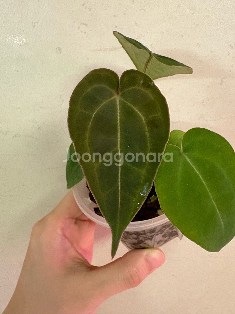 안스리움포게티*미쉘--0