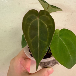 안스리움포게티*미쉘