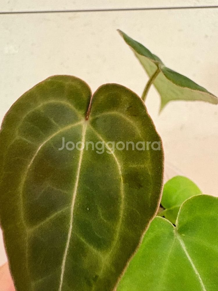 안스리움포게티*미쉘--1