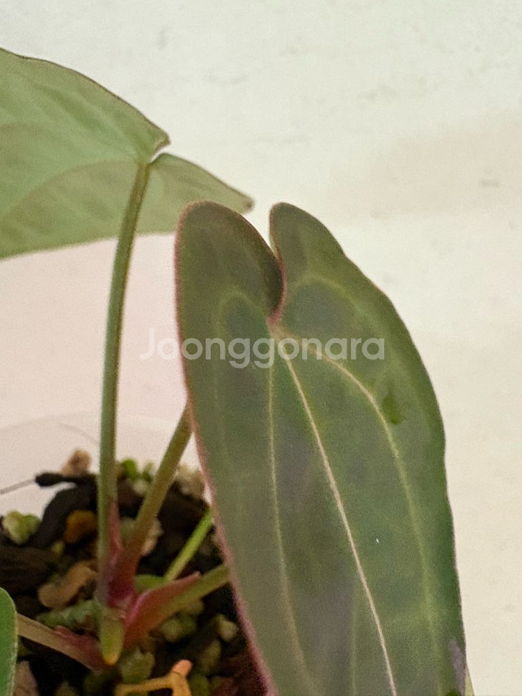 안스리움포게티*미쉘--2