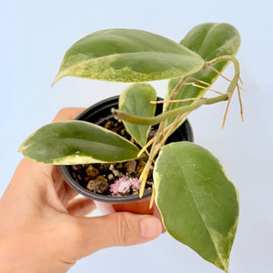 호야 인크라시타 알보